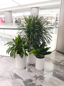 宁波杭州湾盆景出租